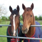 Local Horse Sanctuary Appeals For Public Support Due to NI's Worst Ever Equine Welfare Crisis