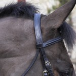 Eds padded leather bridle