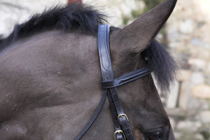 Eds padded leather bridle