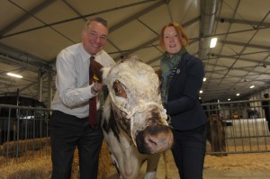 Colin McDonald, RUAS Chief Executive with Valerie Orr and an Irish Moiled cow. This is the first year that Irish Moiled will be introduced to Balmoral Show.