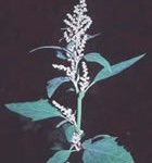 chenopodium