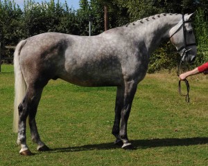 Pictured Lot 16 – Top Selling Pony