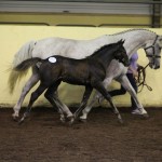 Cavan Elite Foal Selection Completed