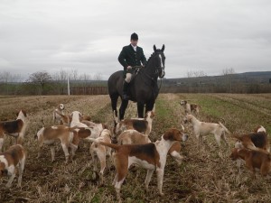 Huntsman Jonny Butler with hounds