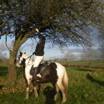 Who needs a ladder for apples when you have a horse