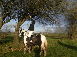 Who needs a ladder for apples when you have a horse