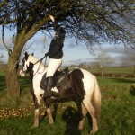 Who needs a ladder for apples when you have a horse