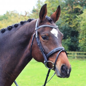 Classic Dressage - Snaffle Bridle on Bay Horse (2)