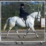 Mill Yard Dressage For All Gains Momentum