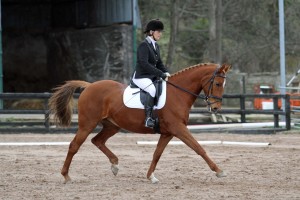 Elaine Morrow and Ardenza Gem on their way to winning the Novice class (Photos by Caroline Grimshaw Equestrian News NI)