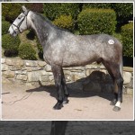 Cavan August Performance Horse & Pony & Premier 3 Year Old Sale
