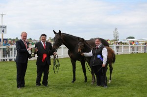 Marys Rose Hugh Gibson trophy for champion half-bred brood mare and class 12-winner