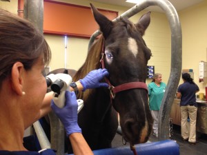 UC Davis recently opened the Equine Ophthalmology Service.