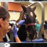 UC Davis Launches Equine Ophthalmology Service