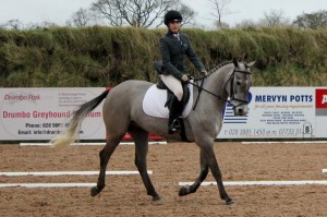 Deep concentration from Grace Kehoe riding  Killeshin Terry, who qualified for the Novice Dengie Final