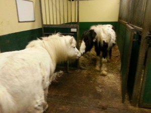 Angel and Teddy would like to be re-homed together
