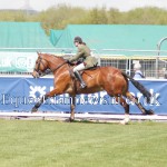 Equestrian News NI