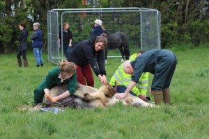Vets castrate a young colt while the next candidate awaits his turn’. Hig resolution version available on request.