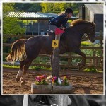 Lots On Offer at Mill Yard Equestrian Centre